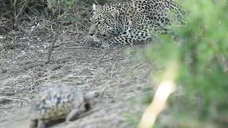Maybe Maybe Maybe  Hunting leopardMaybe Maybe Maybe  Hunting leopard gets distracted gets distracted