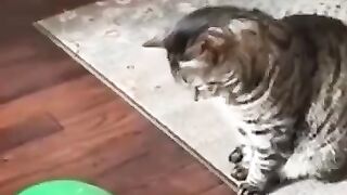 Funny Cat