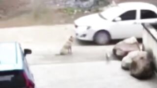 cat and car fun