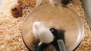 Great fun video