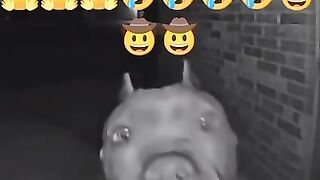 Great fun video