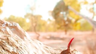 Golden tailed gecko defending itself against a legless lizard