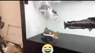 Great fun video