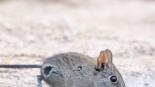 Rat????????#febspot