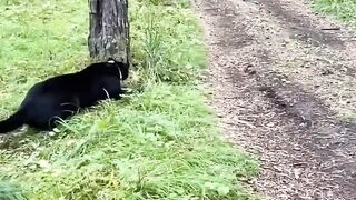 Black Panther Luna vs rottweiler #shorts #trending @Lunathepantera