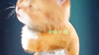 Cute Cat Baby Shark