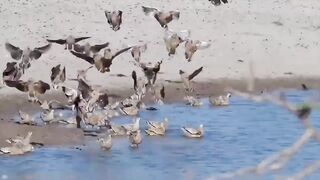animal video #خوبصورت ویڈیو