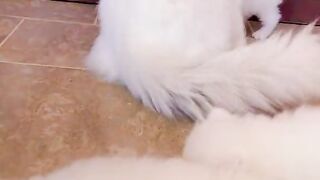 Cat kids nice video