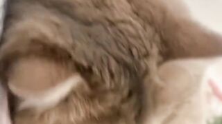 I like this cute cat very much