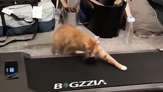 funny vidéo