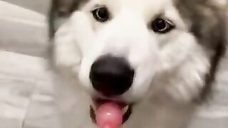 لحسته المصاصه بعد الكلب????????