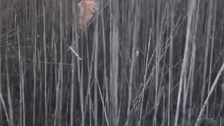 Обход болот в Чистом Небе #stalker