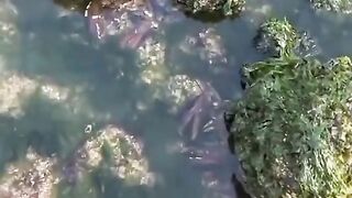 Crab hinting