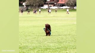 funny video animals