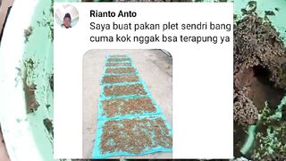 Saya buat pelet tapi koq tidak terapung, malah tenggelam❓Perhatikan 3 hal ini jika kalian ingin buat pelet apung