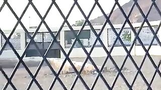 Blessed_Graveyard_in_Madinah___Ghazwa_e_Ohud_غزوة_احد