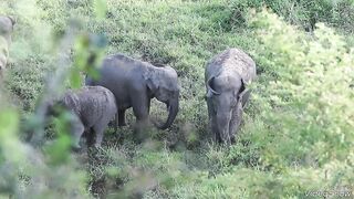 Animals