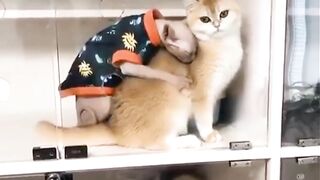 Funny Joe Biden cat lolzz