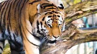 خطير النمر المفترس