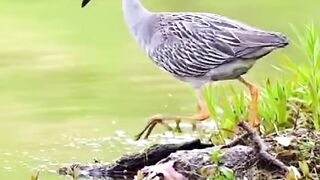The crane catch shrimp