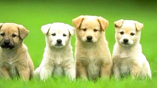 Cute puppy ????