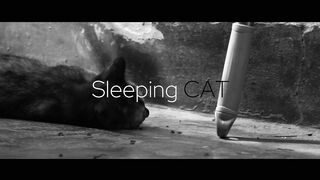 CAT - BLACK & WHITE