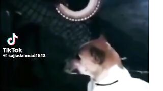 Singing dog