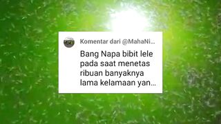 Kenapa pada saat MENETAS larva lele PULUHAN RIBU tapi lama-lama sisa ¼ nya yang sukses HIDUP