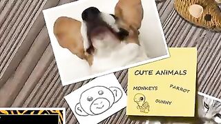 Funny animal compilation