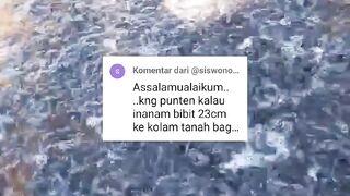 Kalau tebar BIBIT LELE ukuran 2-3cm kekolam TANAH sampai konsumsi BAGUS atau TIDAK❓