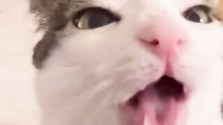 My cat.  #cats