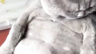 Big cat ????#cat