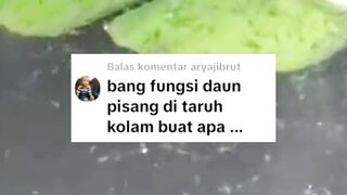 Apa fungsi DAUN PISANG dikolam ikan lele❓
