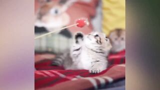 Des animaux si mignons que vous ne croirez pas qu'ils existent