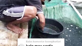 Kapan waktu sortir ikan lele❓Kapan waktu yang tepatnya