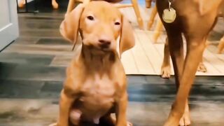 #shorts #funny #cat #dog #animals (33)