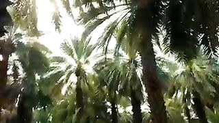 Garden_of_Sahabi_Salman_Farsi_مزرعة_سلمان_فارسي