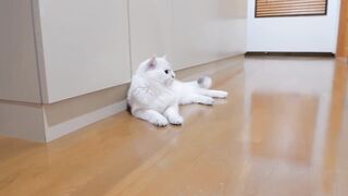 The kitten approaching the daddy cat to play with him was so cute.