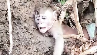 rescue