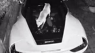 This fox just shit on 3million dollars bugatti