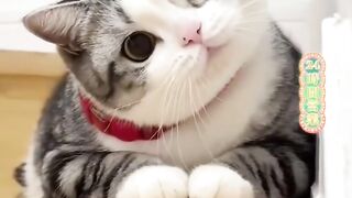 Kucing lucu