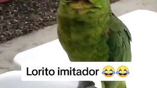 Loro imitando un perro, gato