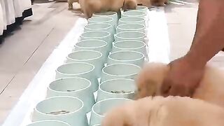 Alimentación de perritos