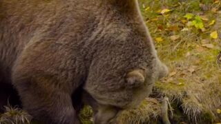 Brown bears in northern climates will go into a winter dormancy