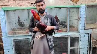 MashaALLAH Miawali or Jageeri Cross patha