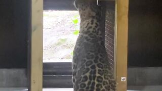 Igor loves the smell of his new door