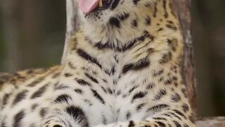 Just look at those canines