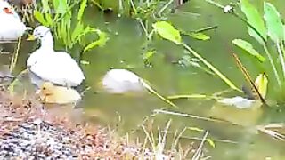 Animal Recognition,,Horse,cow,duck,cow