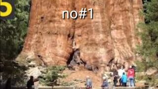 Top ten biggest trees of the world.