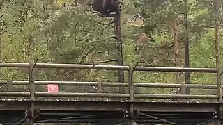Just 300kg of brown bear…in a tree
